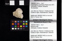 Foto (Objket + Etiketten) von Decapoda indet. 